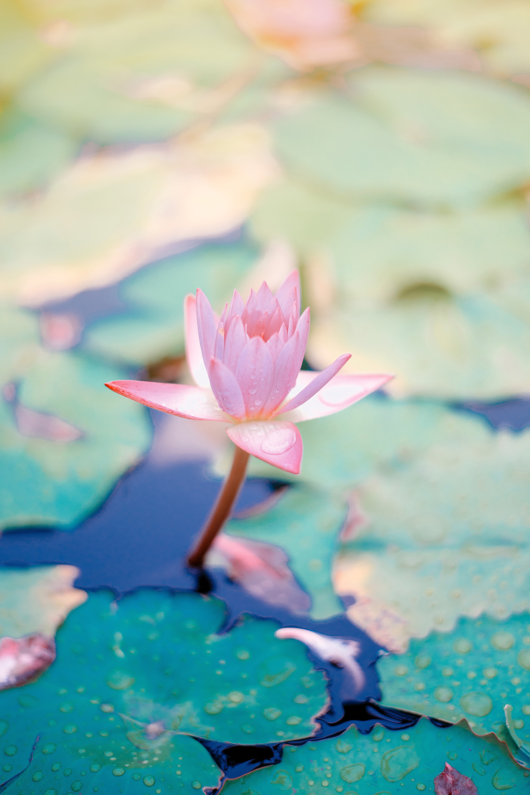 saffu-208364-unsplash